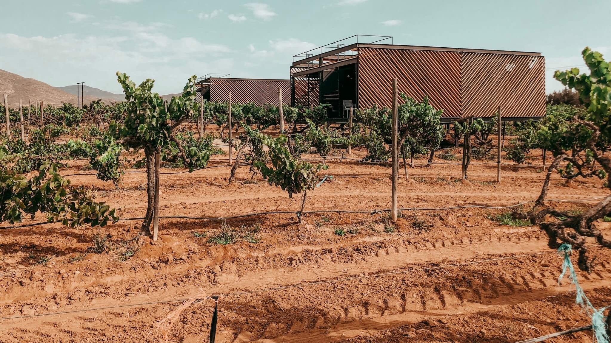 Baja's Guadalupe Valley is the wine region you need to visit